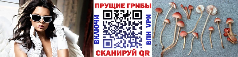 Галлюциногенные грибы прущие грибы блэк спрут зеркало Усмань